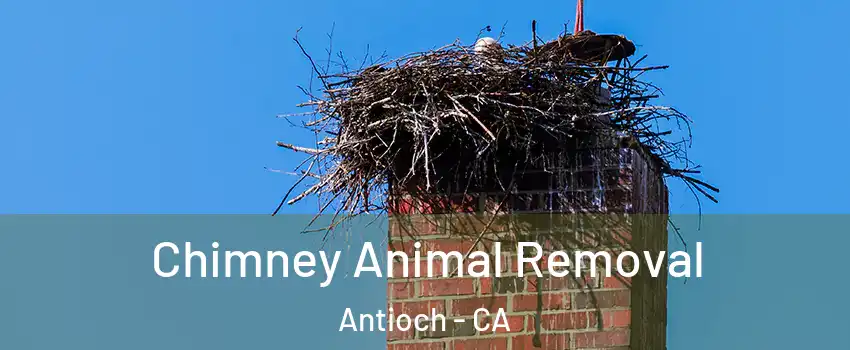  Chimney Animal Removal Antioch - CA