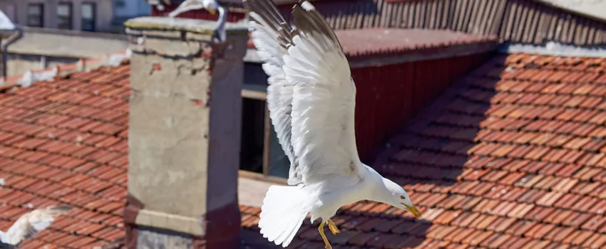 Residential Chimney Animal Removal Solution in Antioch, CA