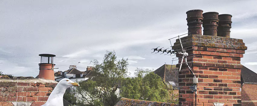 Chimney Cleaning And Restoration in Antioch, California